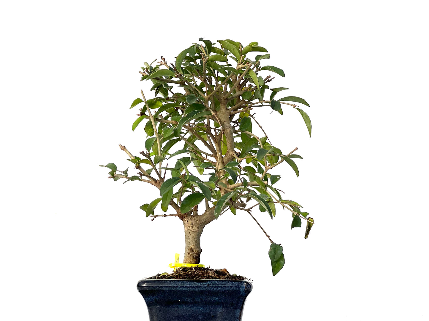 Ligustrum Japonicum 3157