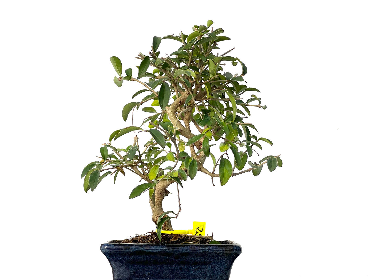 Ligustrum Japonicum 3157