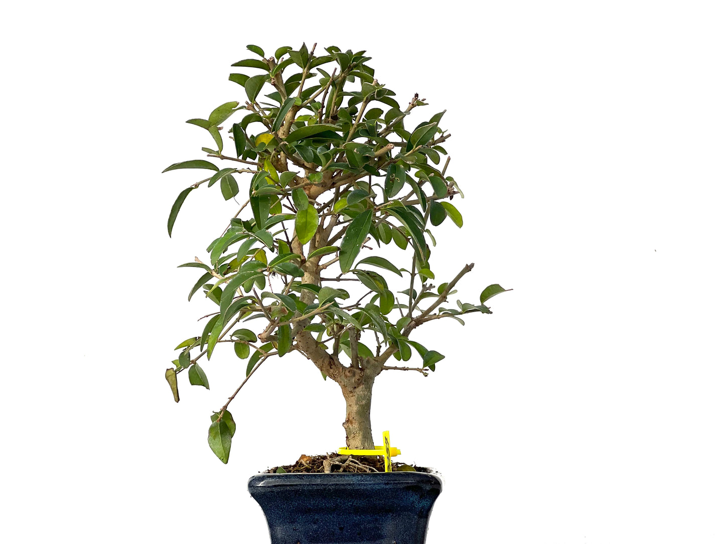 Ligustrum Japonicum 3157