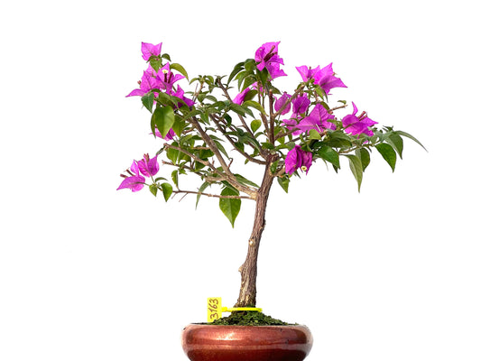 Buganvilla Glabra 3163