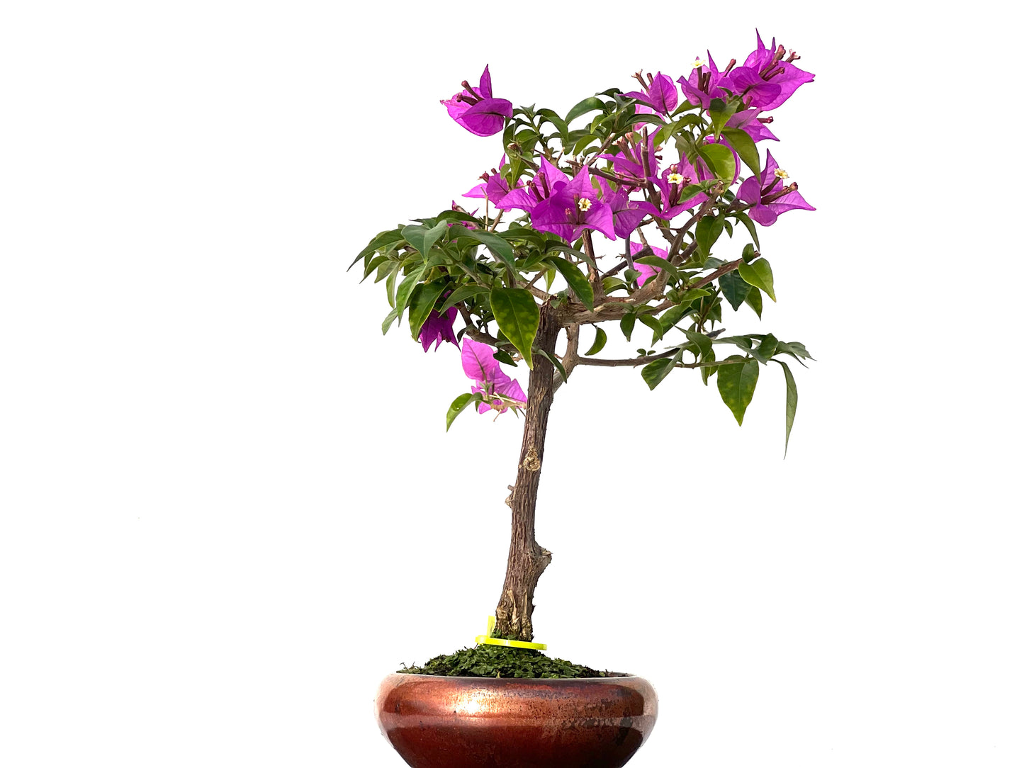 Buganvilla Glabra 3163