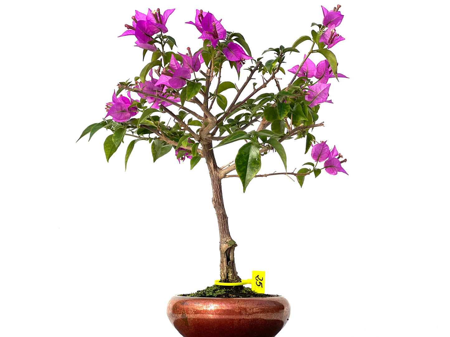 Buganvilla Glabra 3163