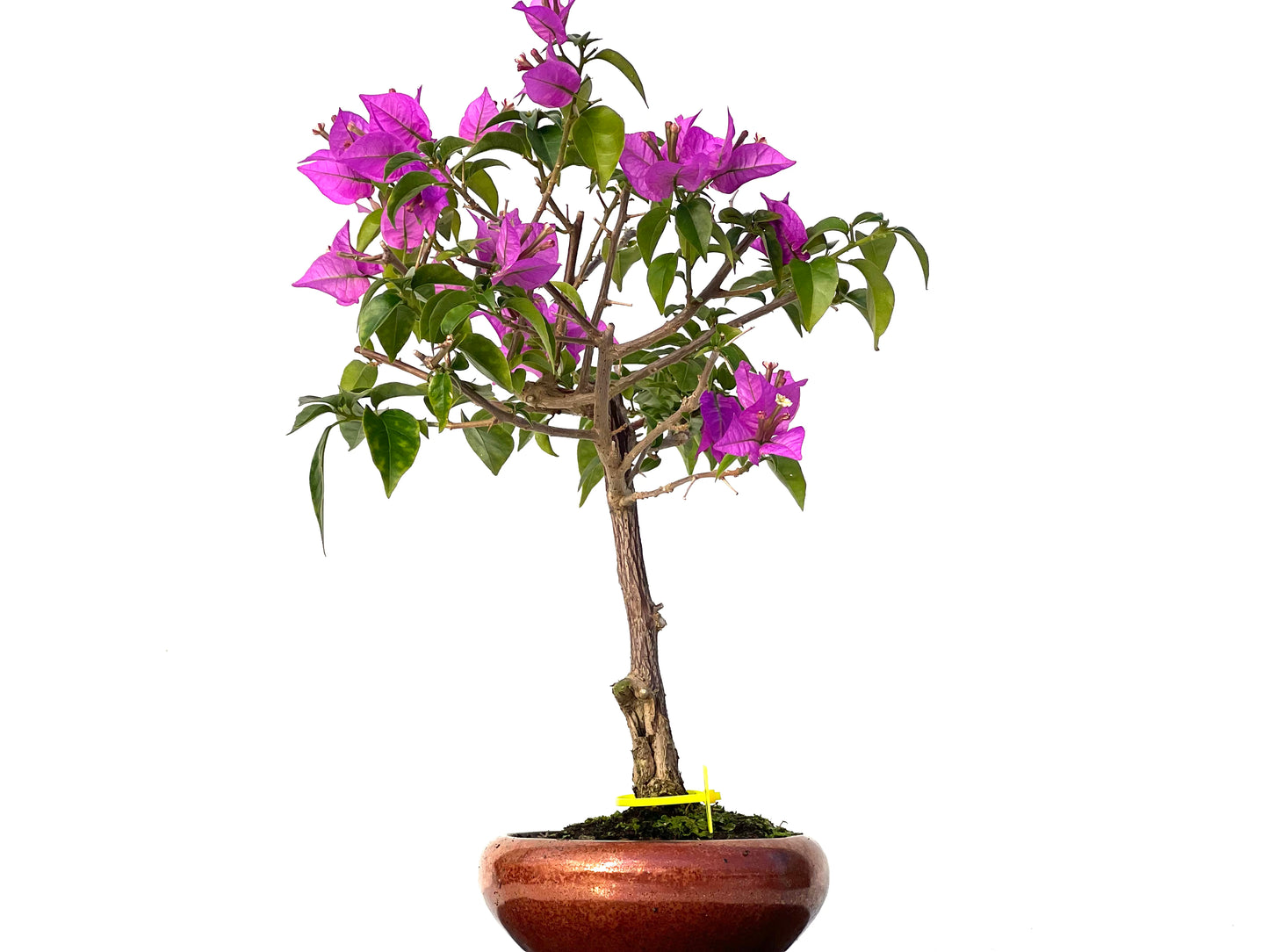 Buganvilla Glabra 3163