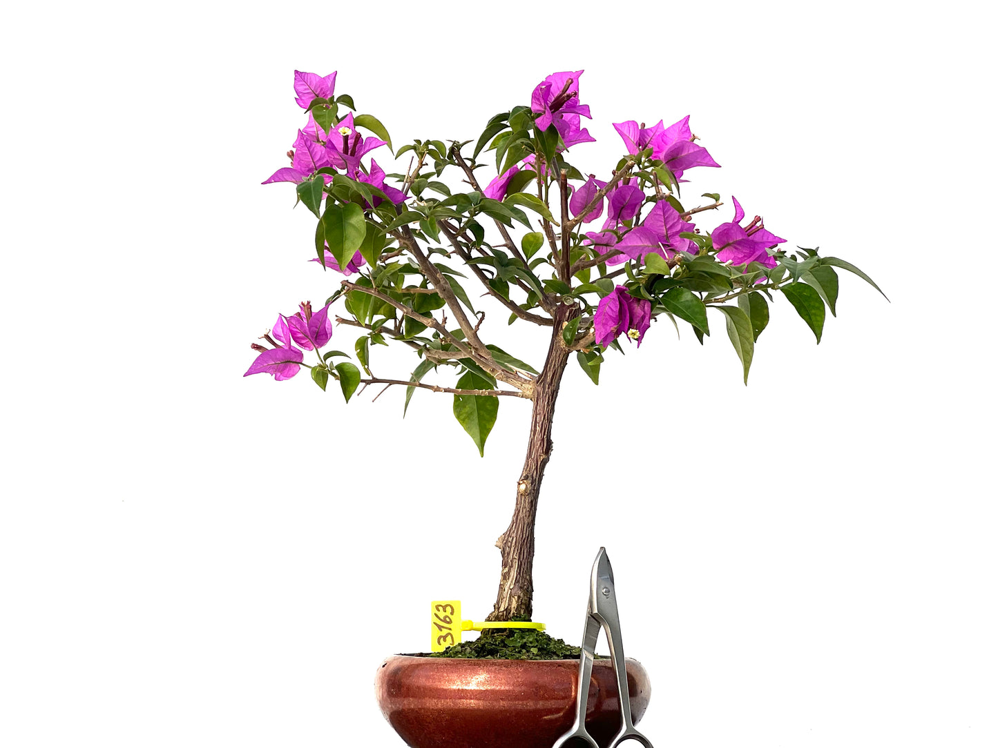 Buganvilla Glabra 3163