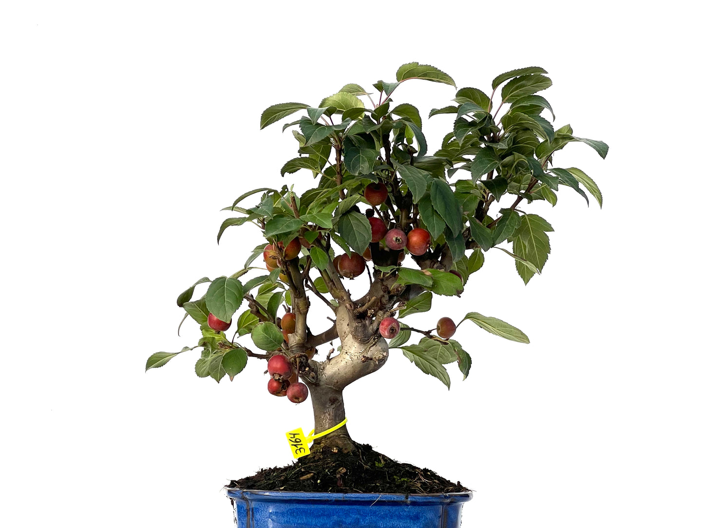 Malus Everest 3164