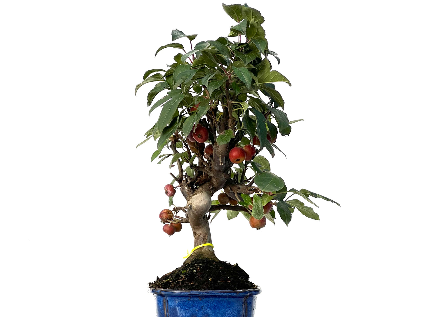 Malus Everest 3164
