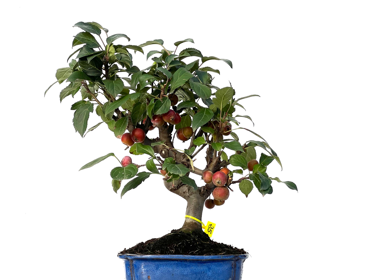 Malus Everest 3164