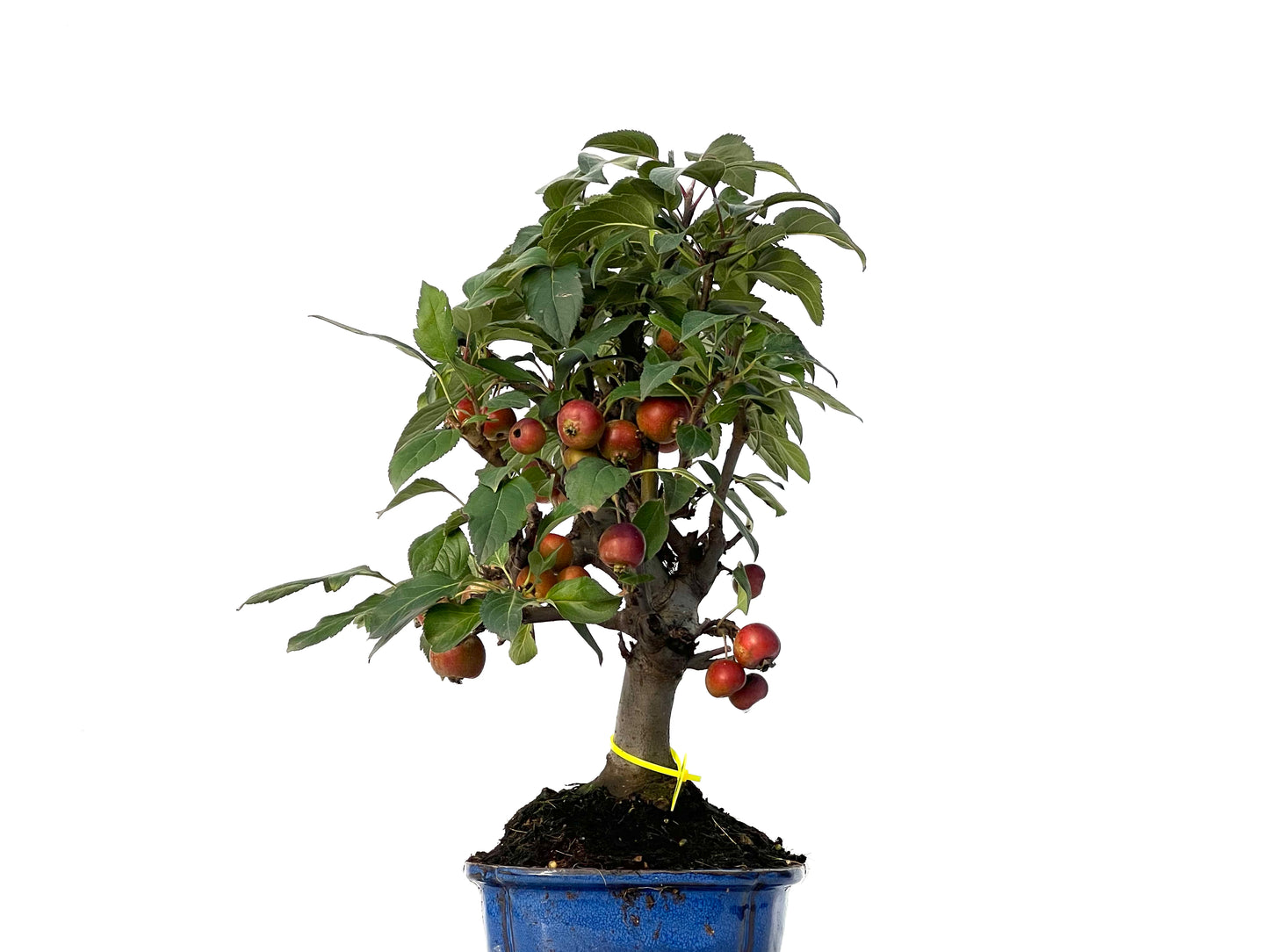 Malus Everest 3164