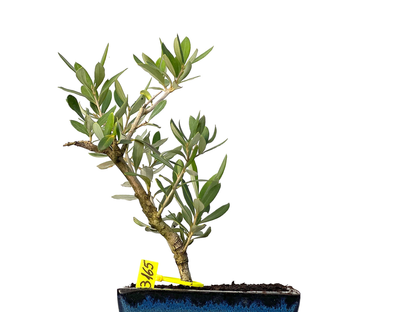 Olea Europaea 3165