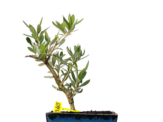 Olea Europaea 3165