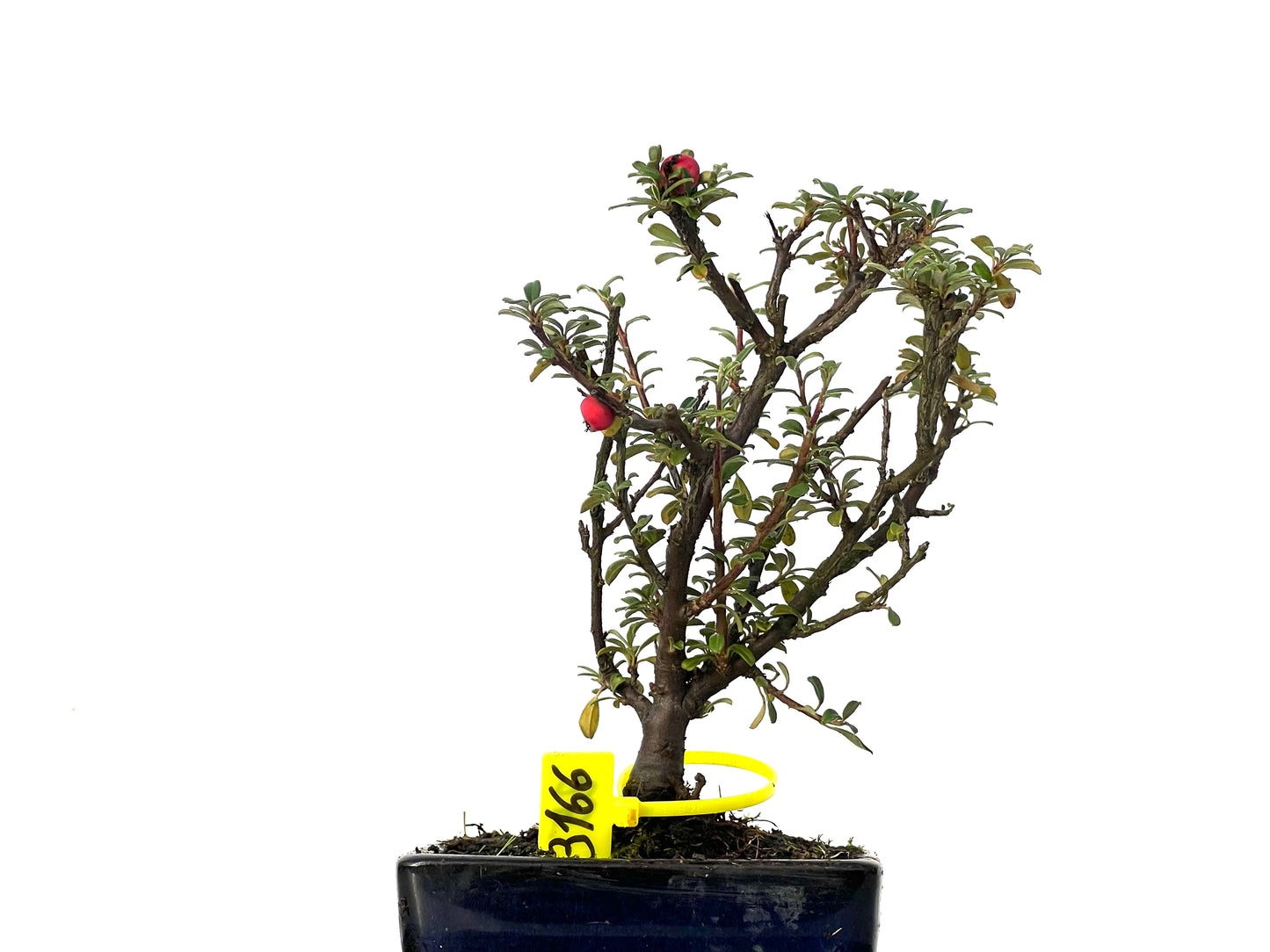 Cotoneaster Microphyllus 3166