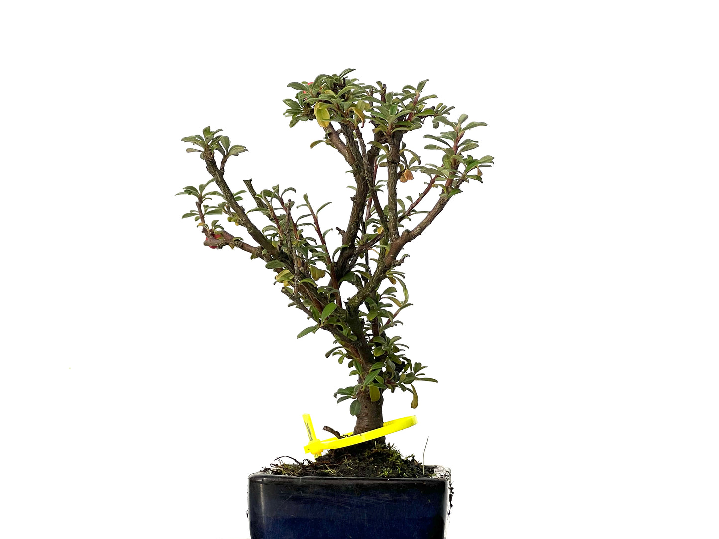 Cotoneaster Microphyllus 3166