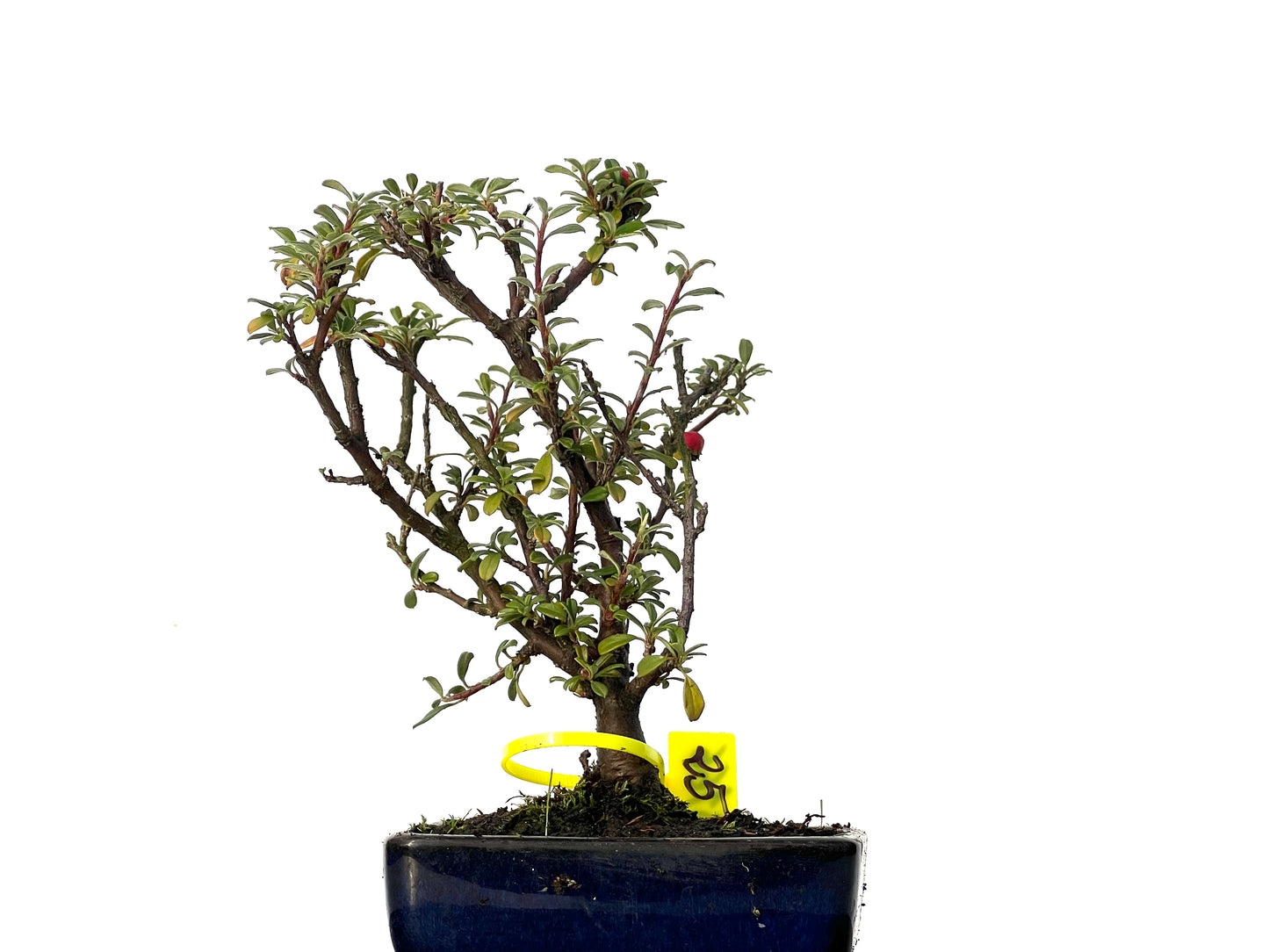 Cotoneaster Microphyllus 3166