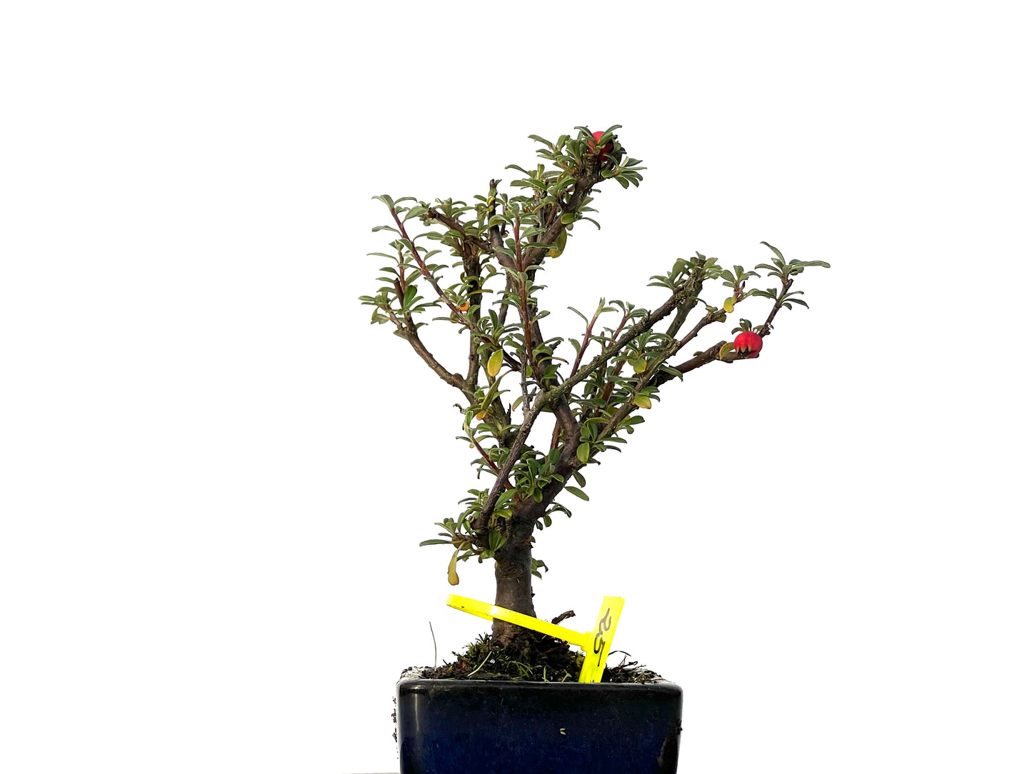 Cotoneaster Microphyllus 3166