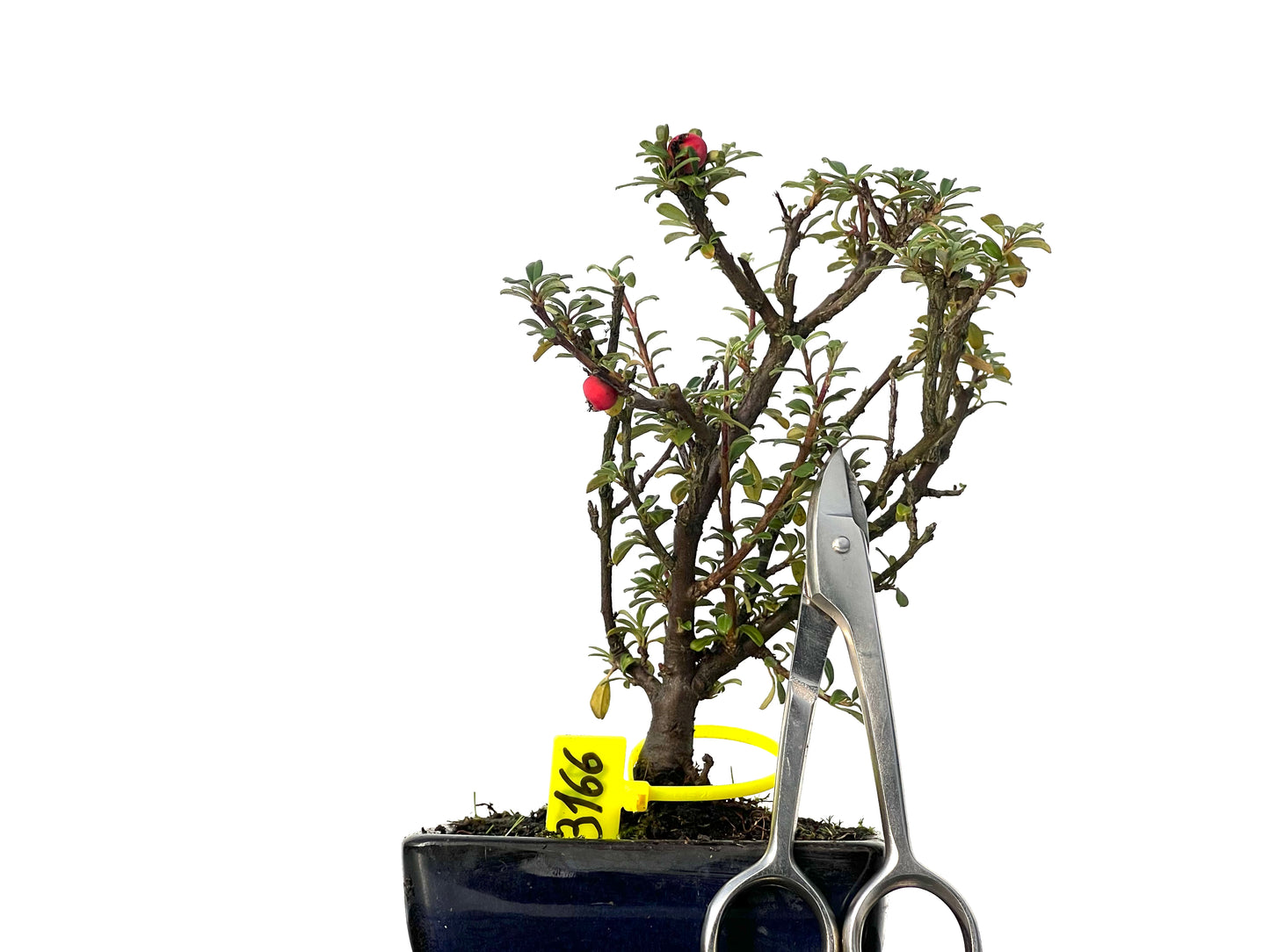 Cotoneaster Microphyllus 3166