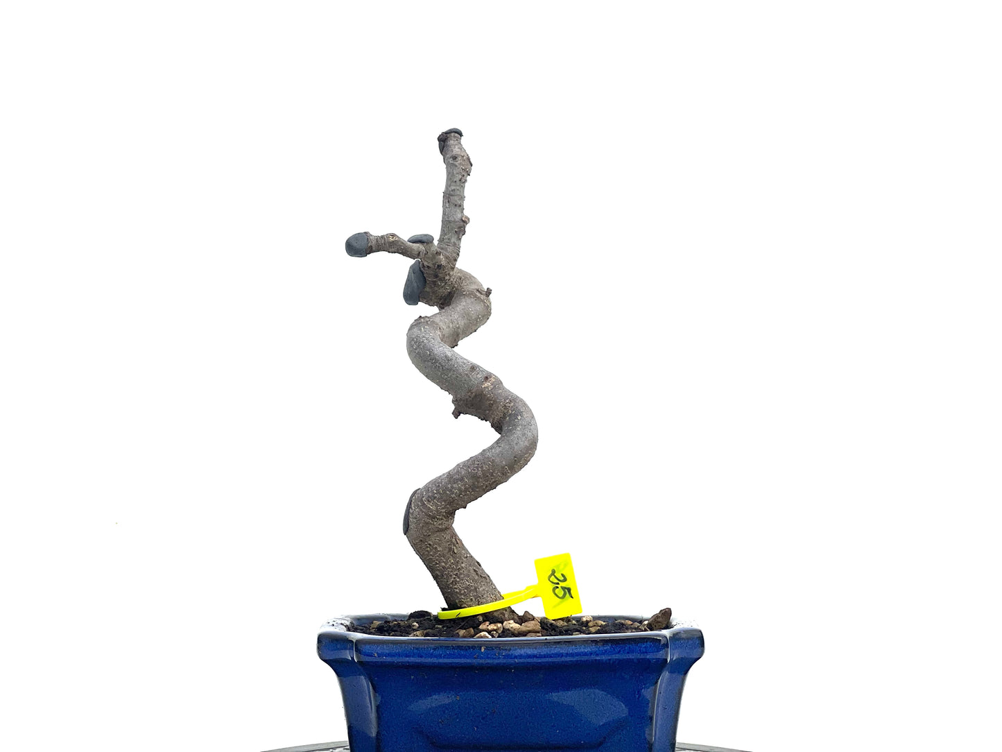Ficus Carica 1739