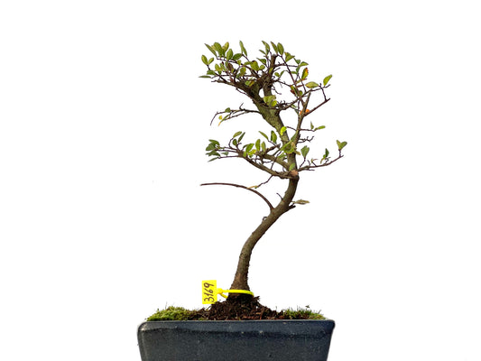 Ulmus Parvifolia 3169