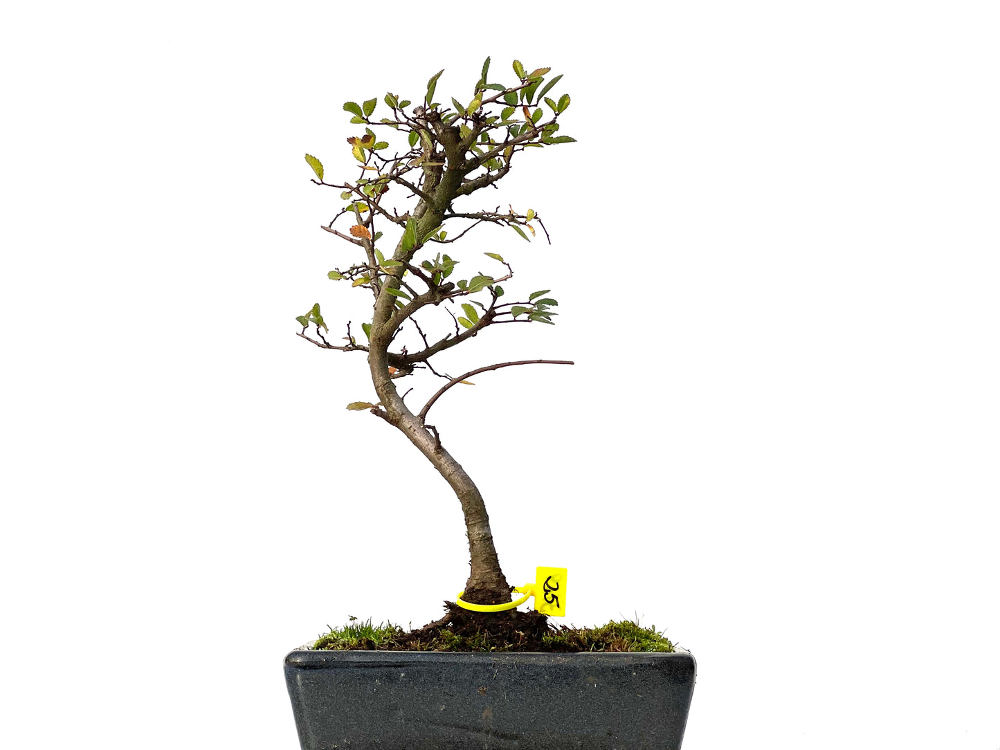 Ulmus Parvifolia 3169