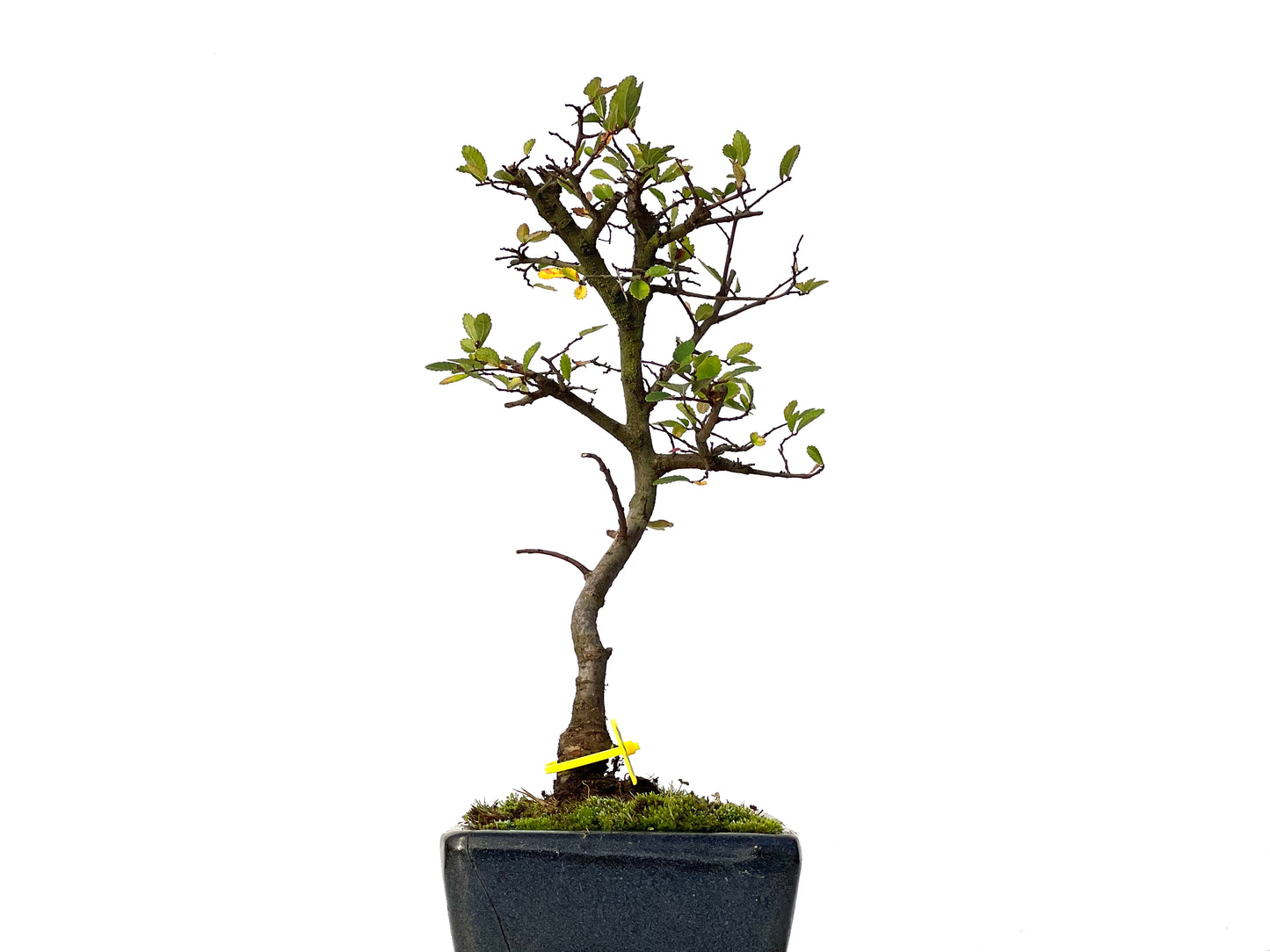 Ulmus Parvifolia 3169