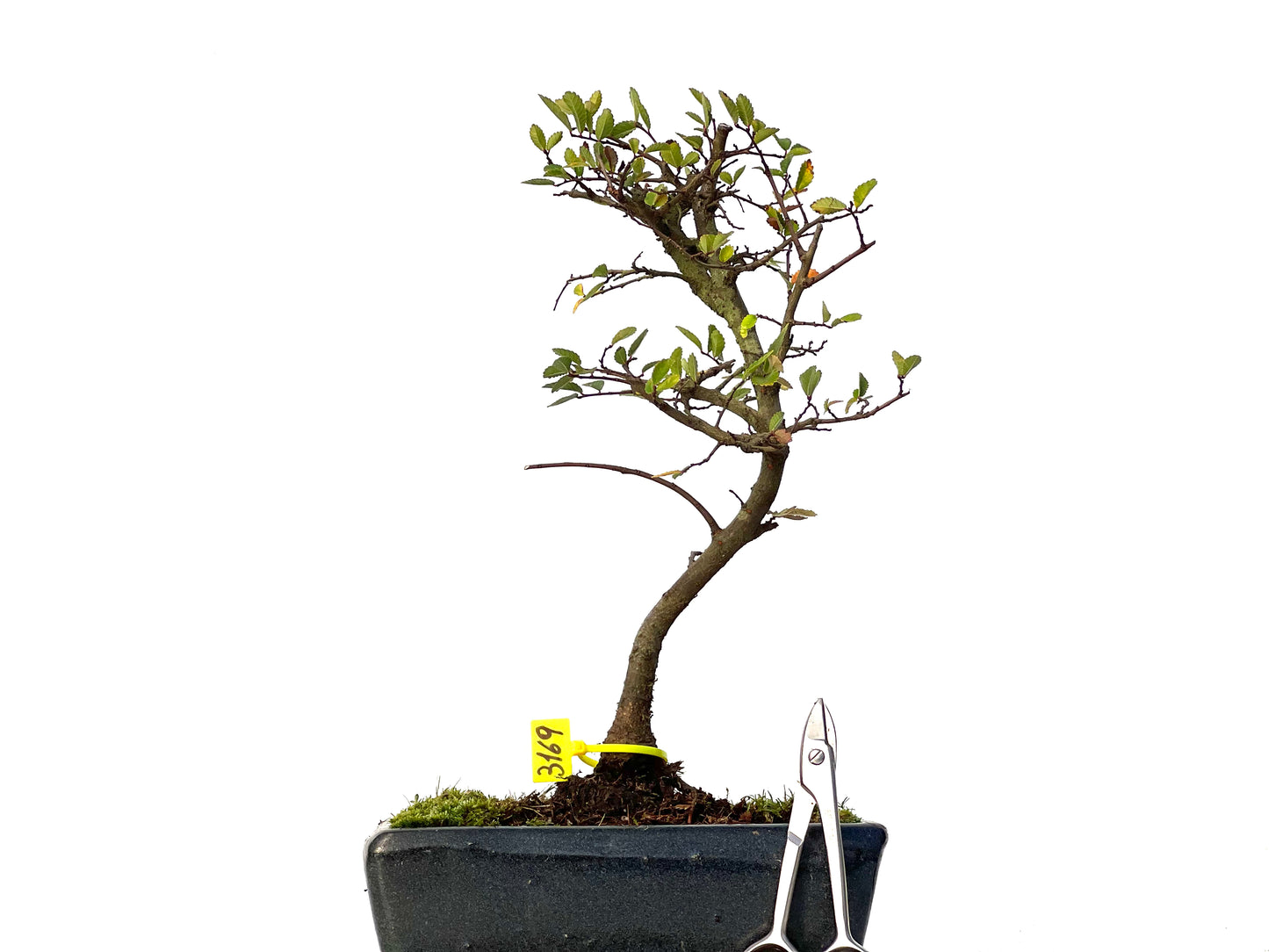 Ulmus Parvifolia 3169