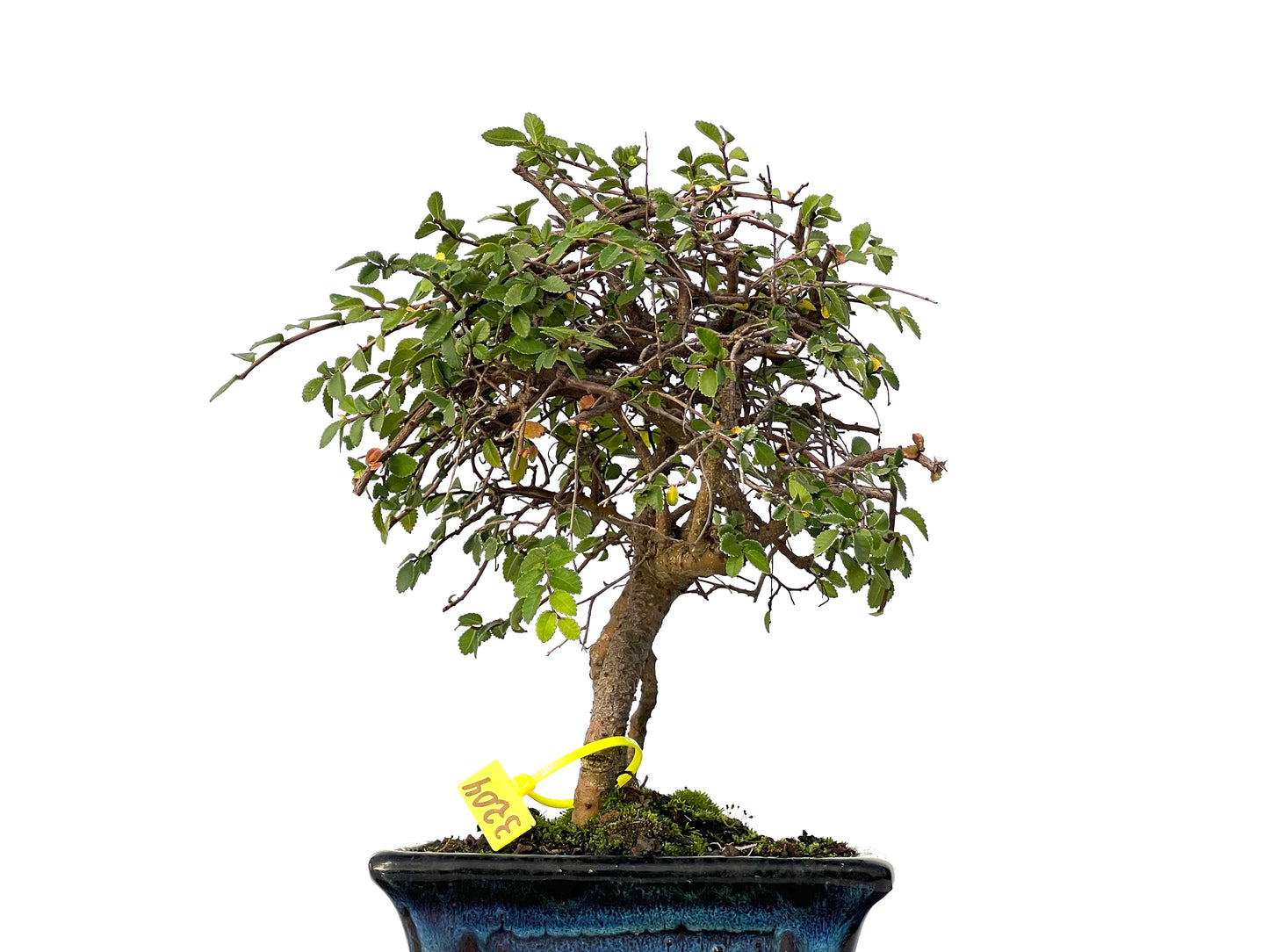 Ulmus Parvifolia 3204