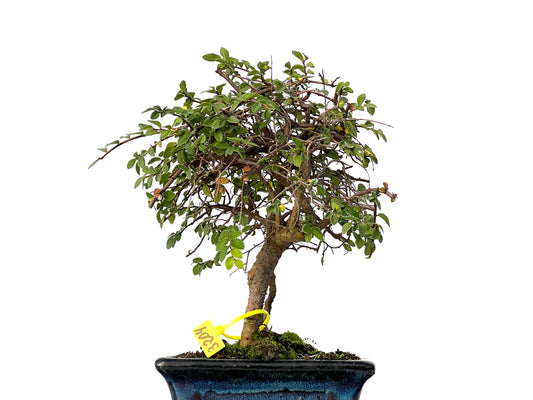 Ulmus Parvifolia 3204