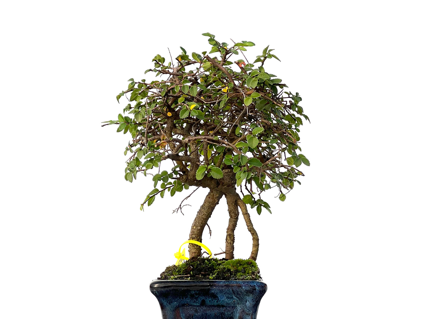 Ulmus Parvifolia 3204