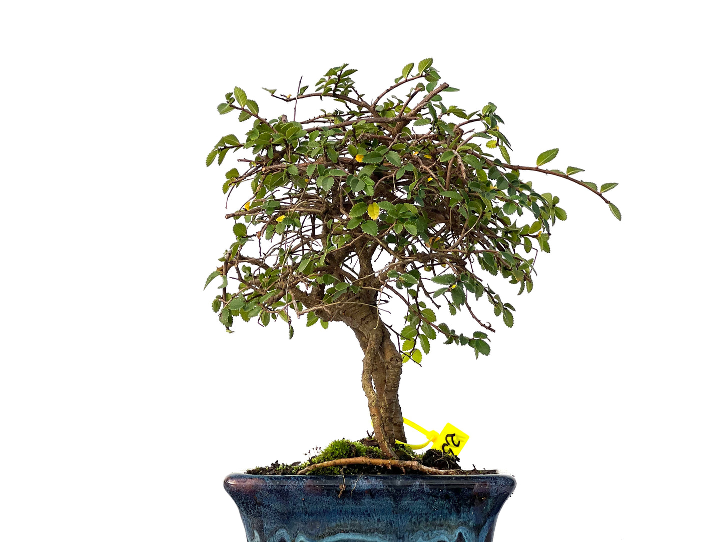 Ulmus Parvifolia 3204