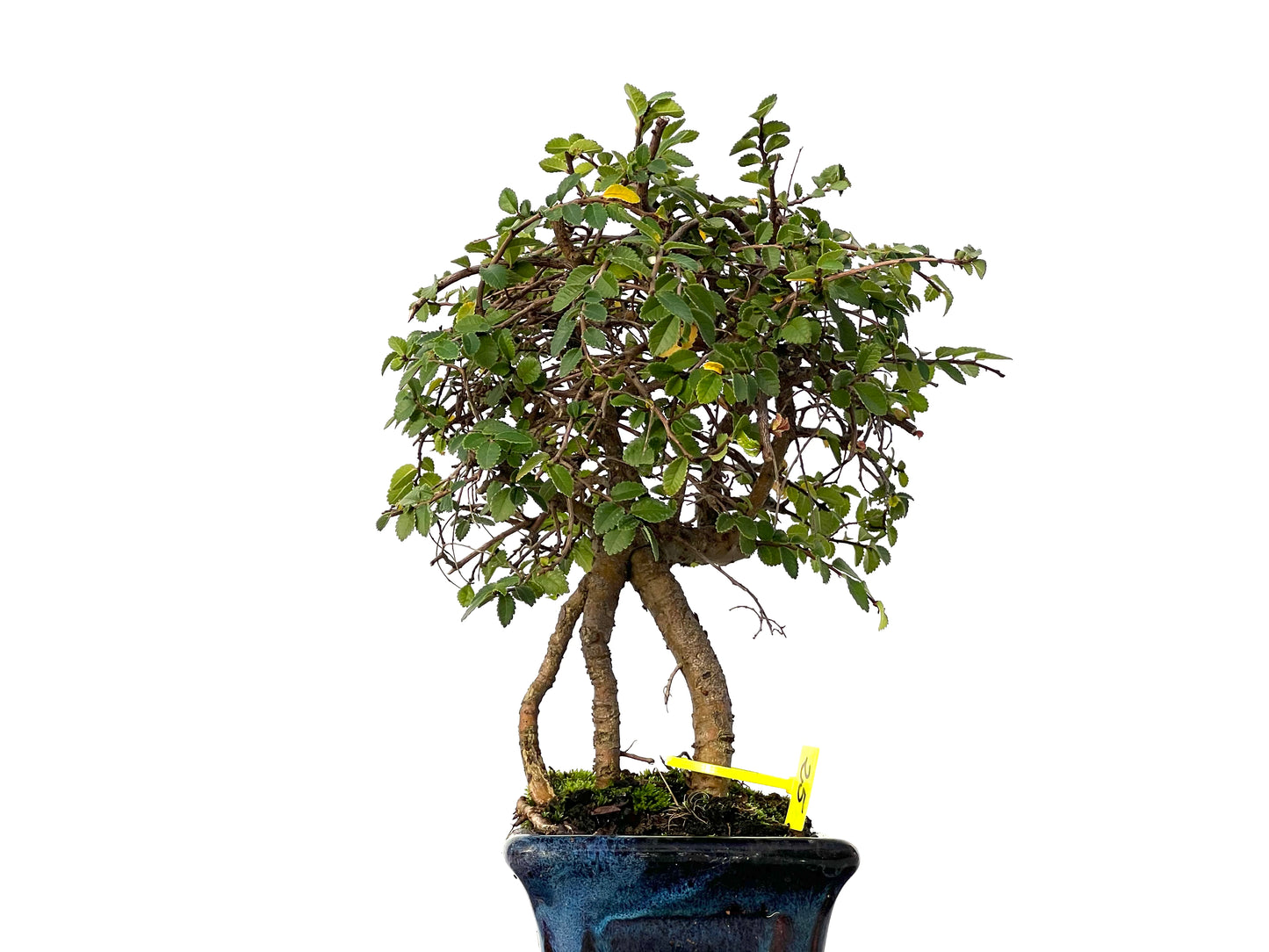 Ulmus Parvifolia 3204