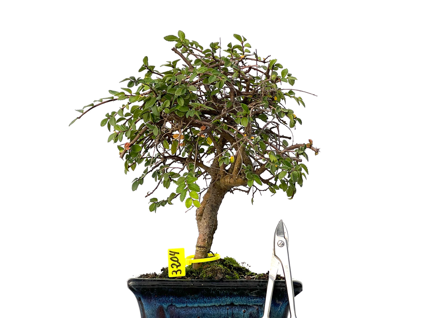 Ulmus Parvifolia 3204