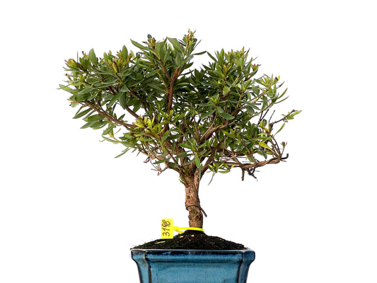 Rhododendrum Indicum 3198