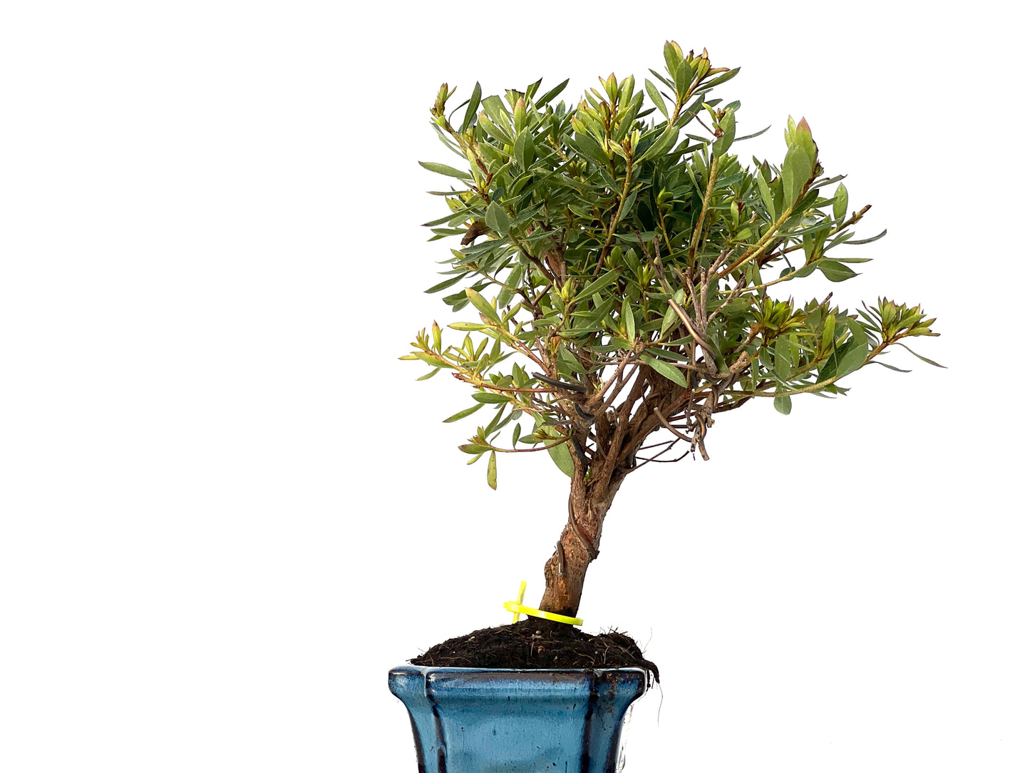 Rhododendrum Indicum 3198