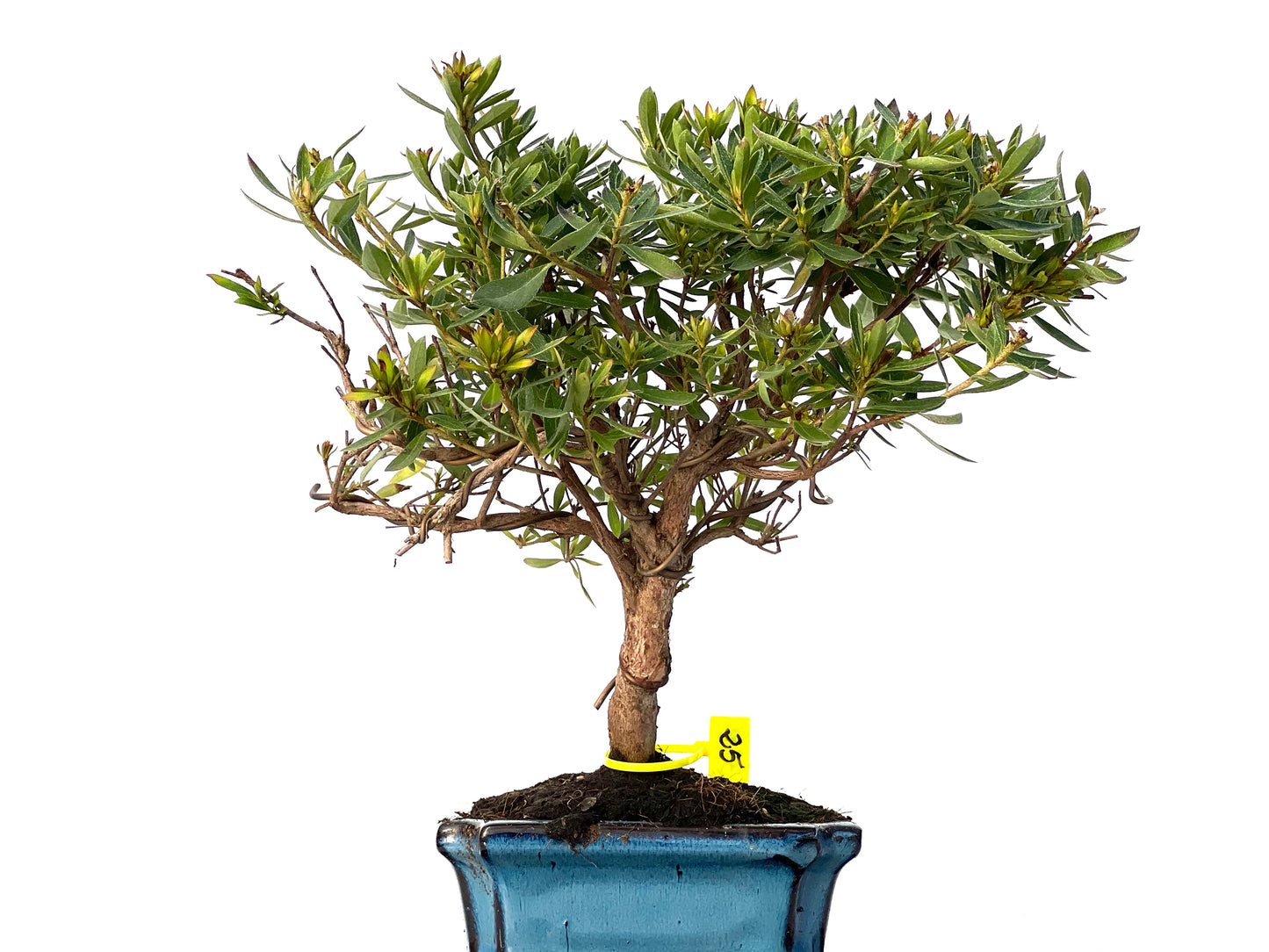 Rhododendrum Indicum 3198