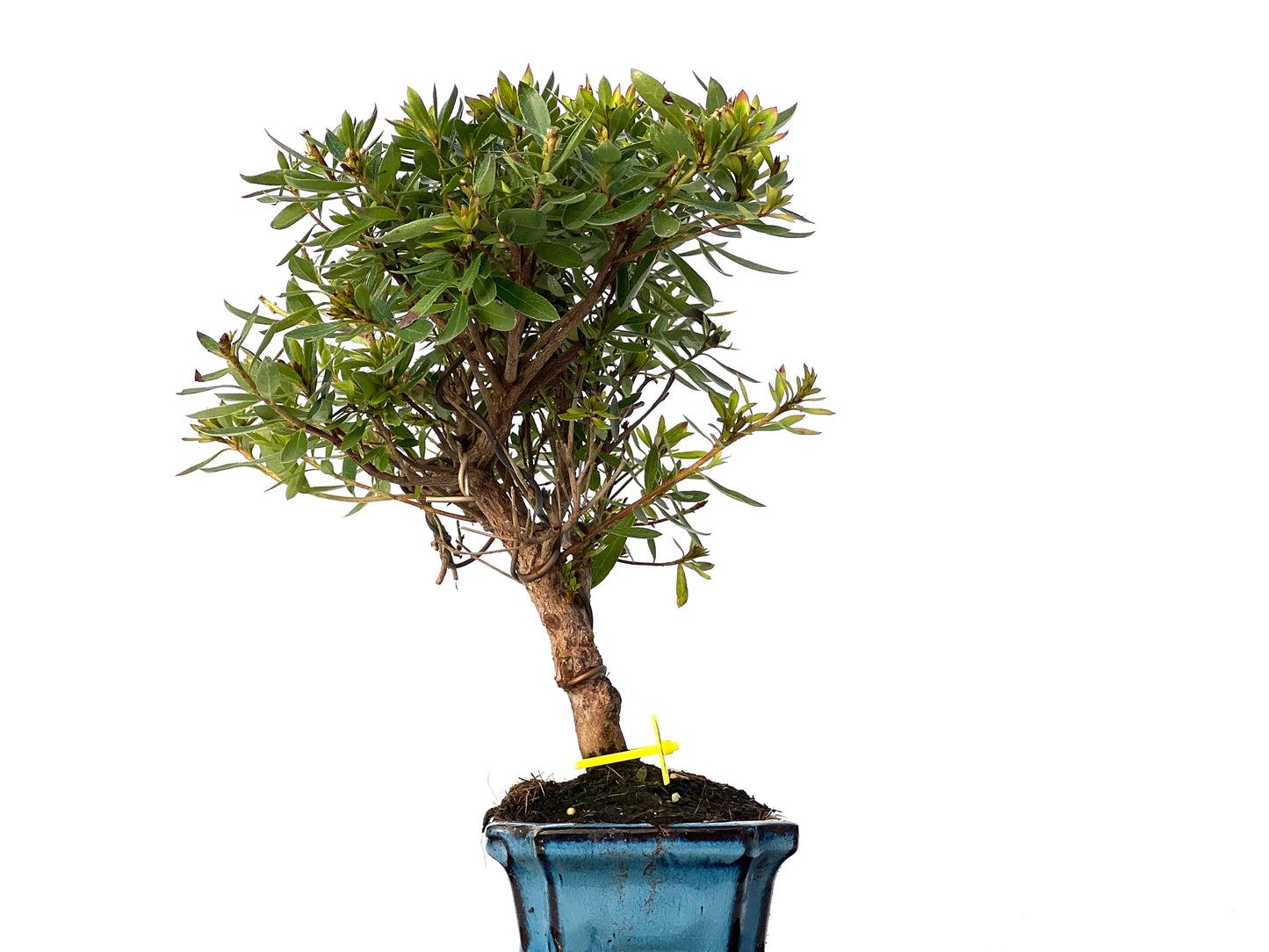 Rhododendrum Indicum 3198