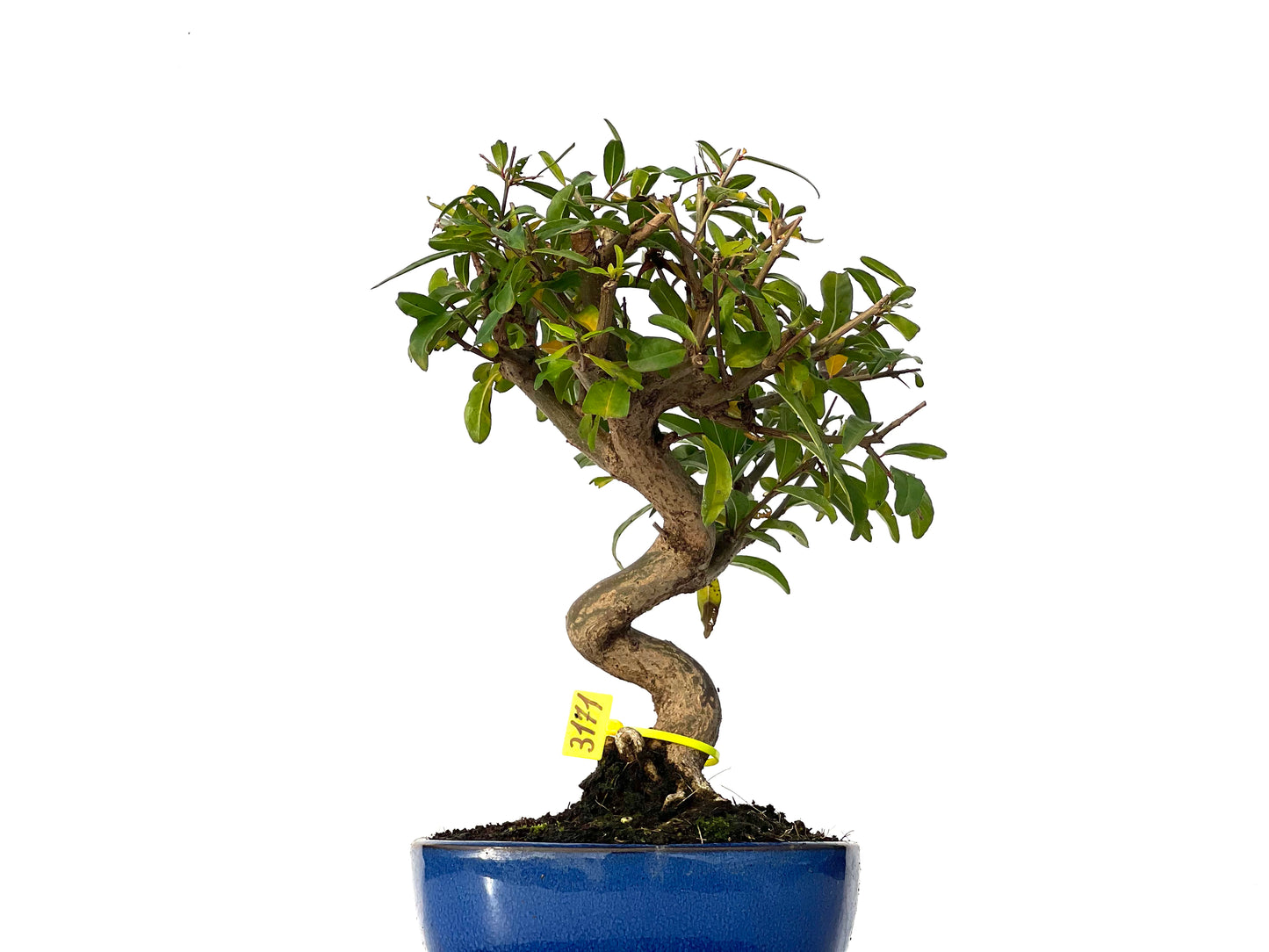 Punica Granatum Nejikan 3171