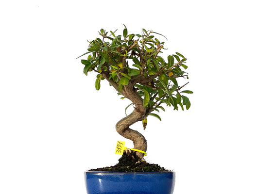 Punica Granatum Nejikan 3171