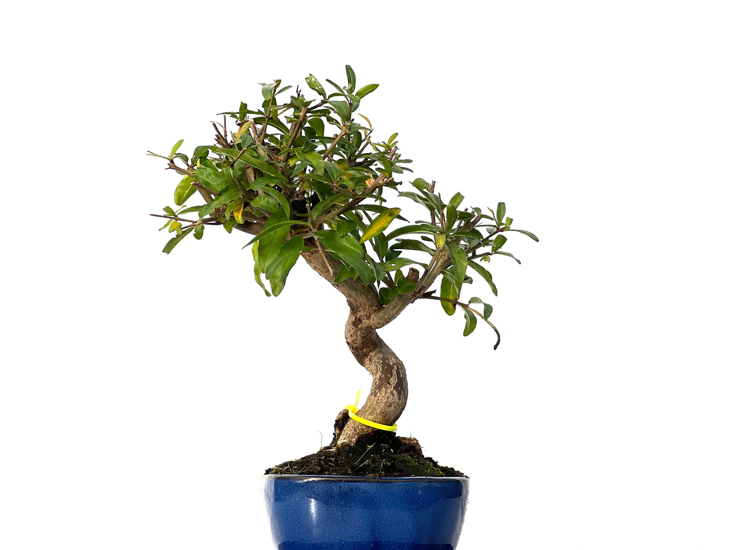 Punica Granatum Nejikan 3171