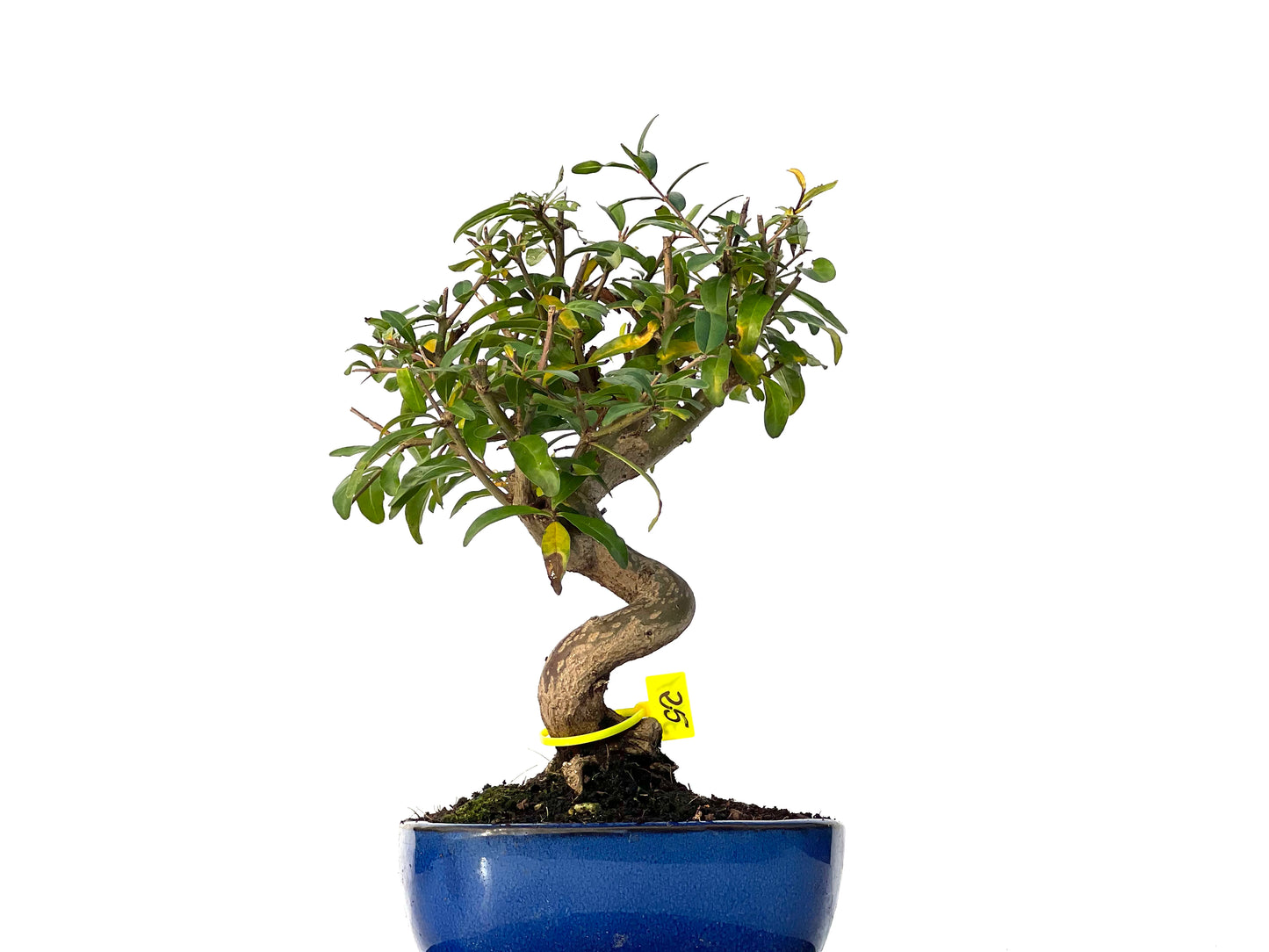 Punica Granatum Nejikan 3171