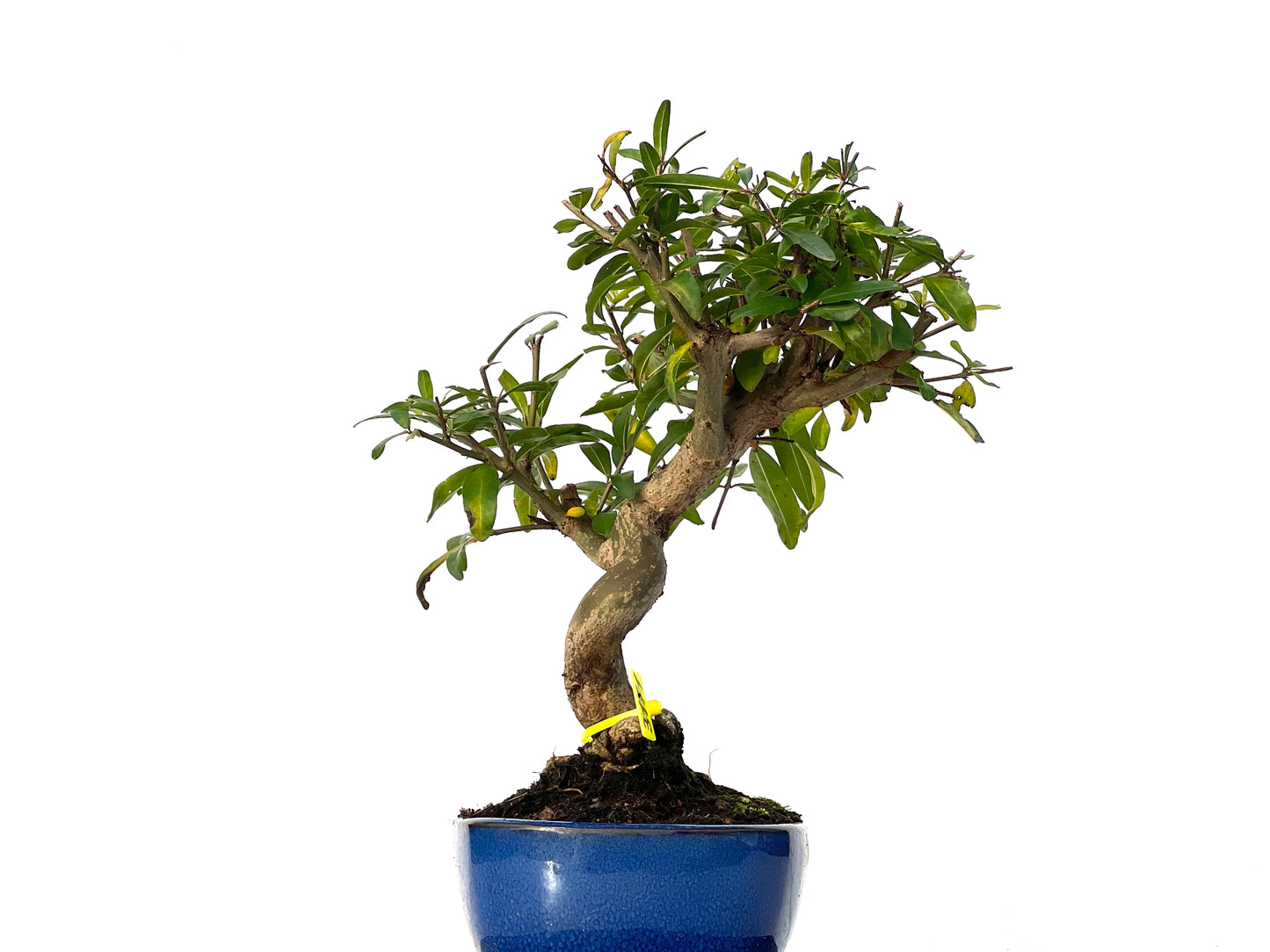 Punica Granatum Nejikan 3171