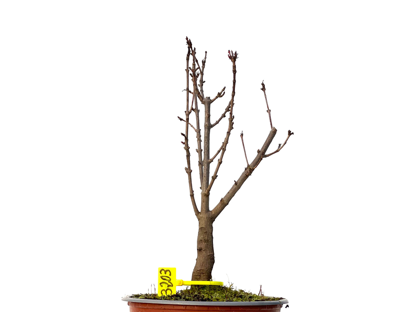 Acer Ginnala 3203