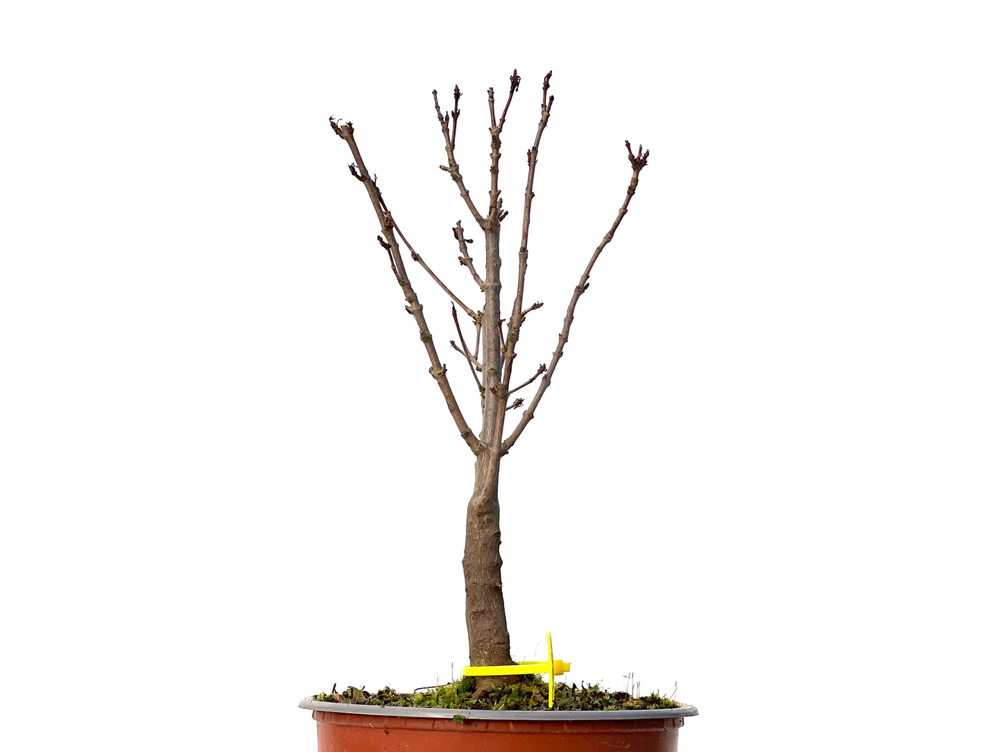 Acer Ginnala 3203