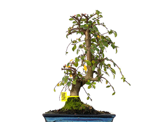 Ulmus Parvifolia 3202