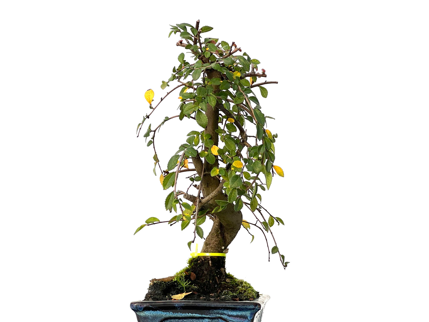 Ulmus Parvifolia 3202