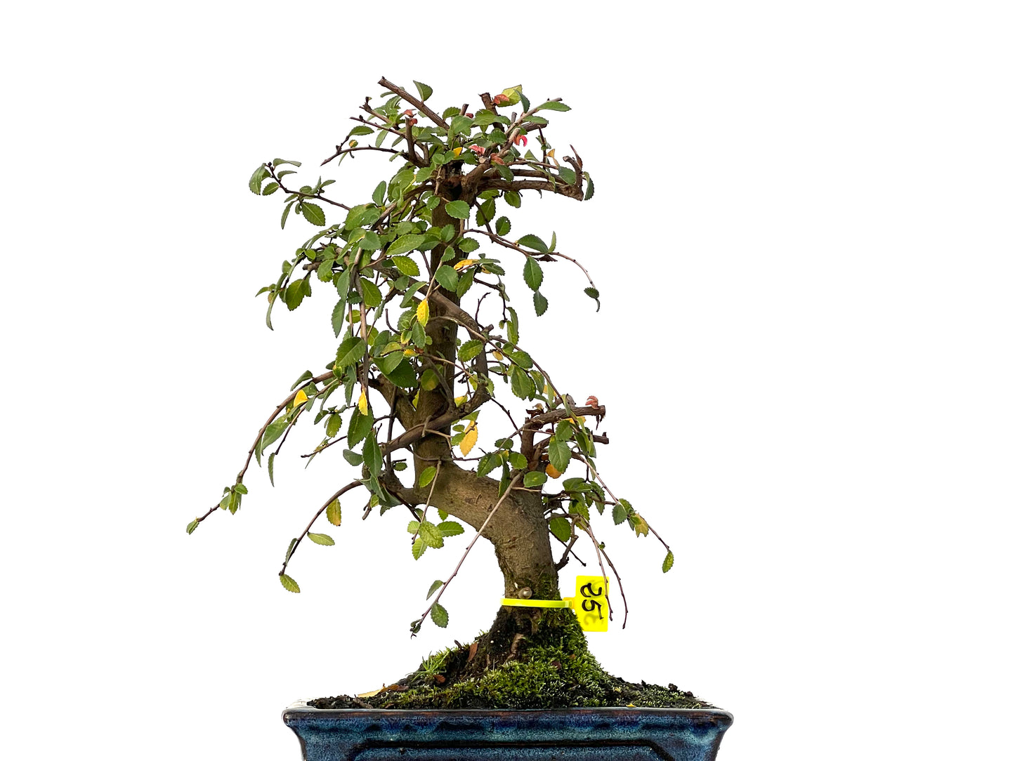 Ulmus Parvifolia 3202