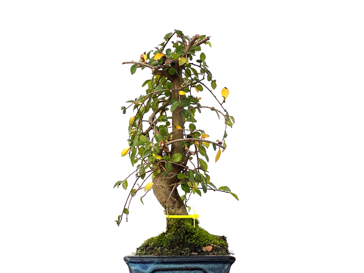 Ulmus Parvifolia 3202