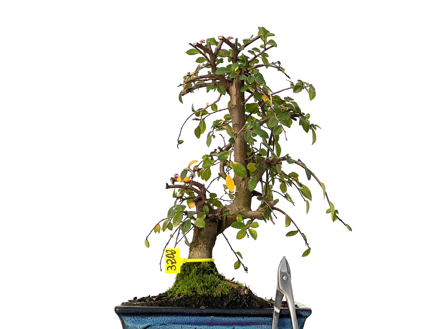 Ulmus Parvifolia 3202