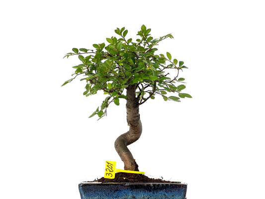 Ulmus Parvifolia 3201