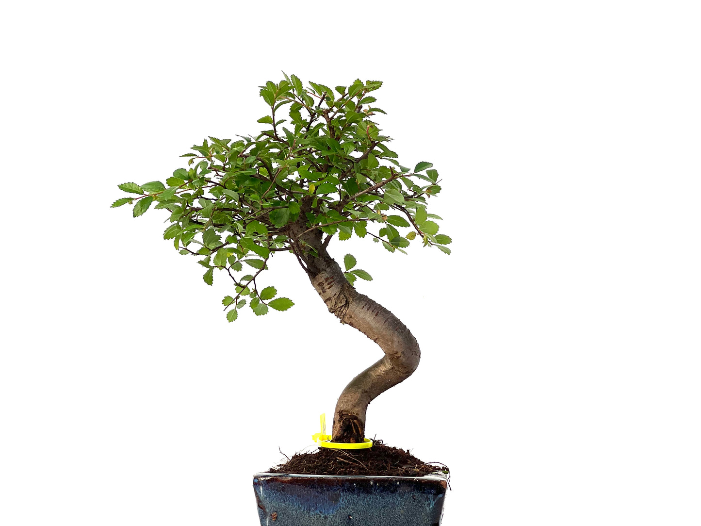 Ulmus Parvifolia 3201