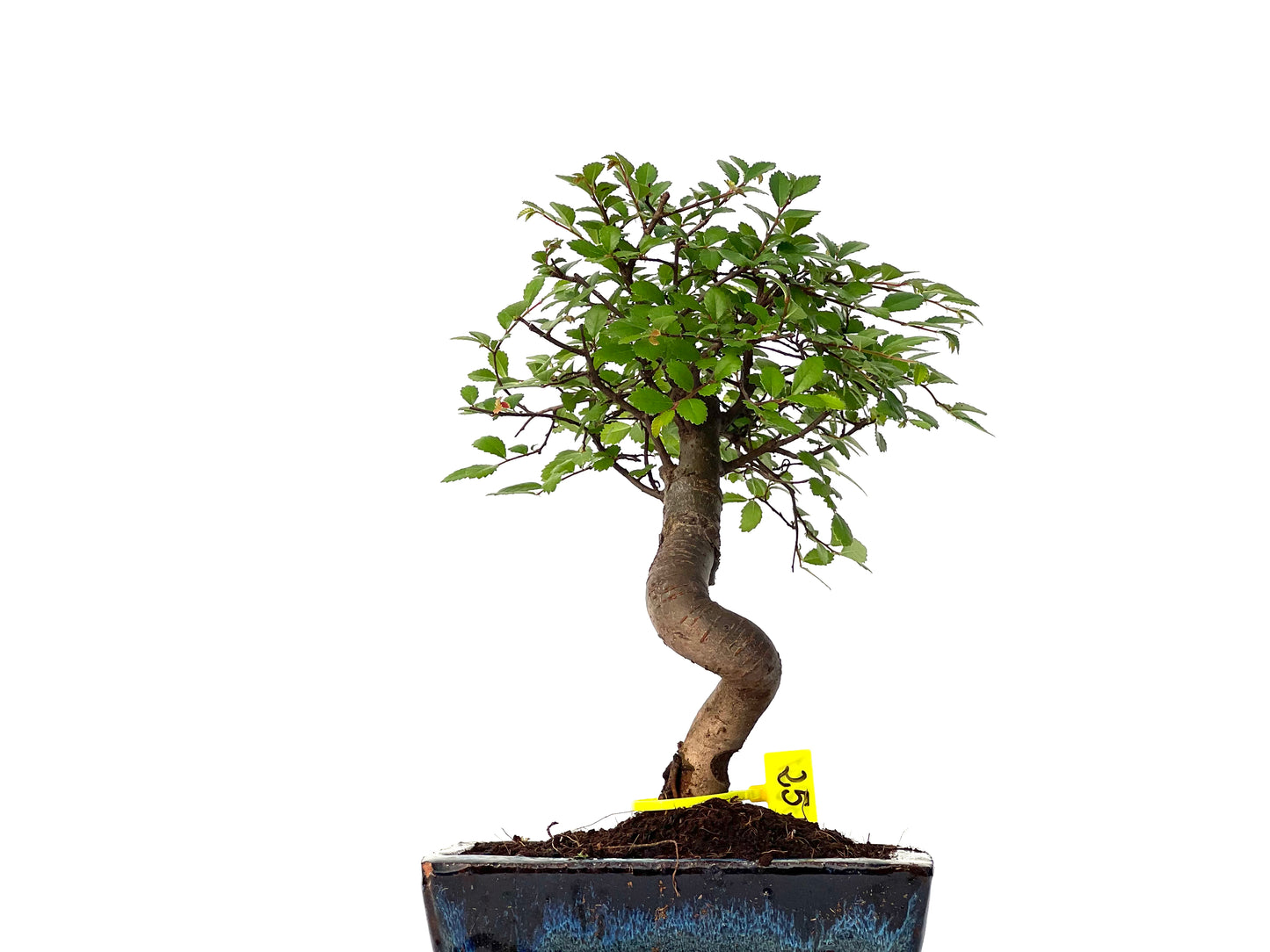 Ulmus Parvifolia 3201