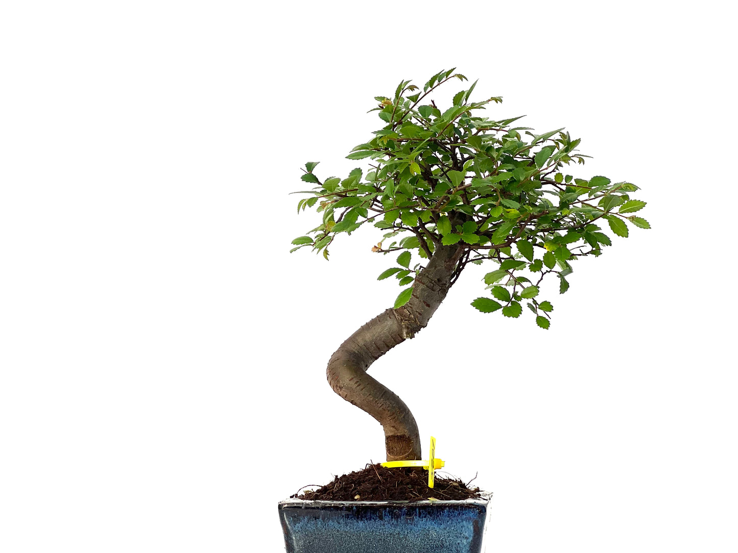 Ulmus Parvifolia 3201